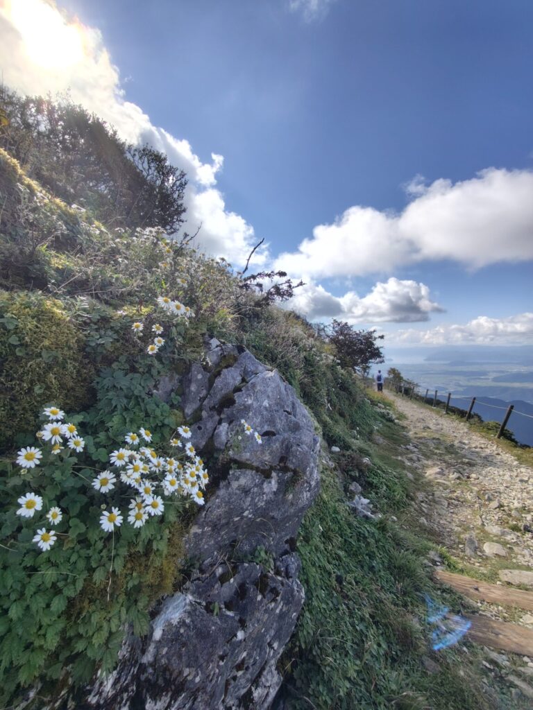 伊吹山山頂登山道の高山植物