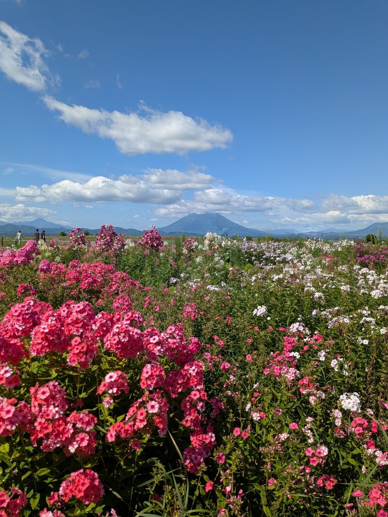 レークヒル・ファームからみた羊蹄山